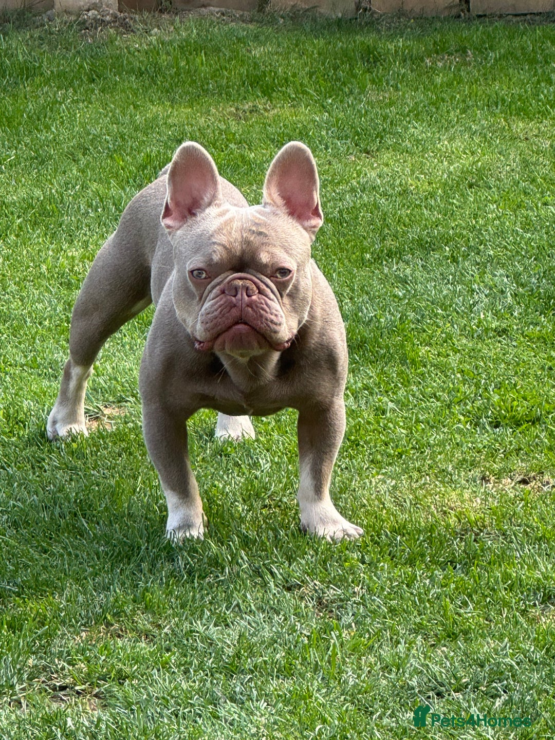 French Bulldog dogs for sale: French bulldog - Image 2