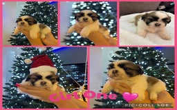 Shih Tzu dogs for sale: Beautiful litter of 6 Shih Tuz pups  - Advert 3
