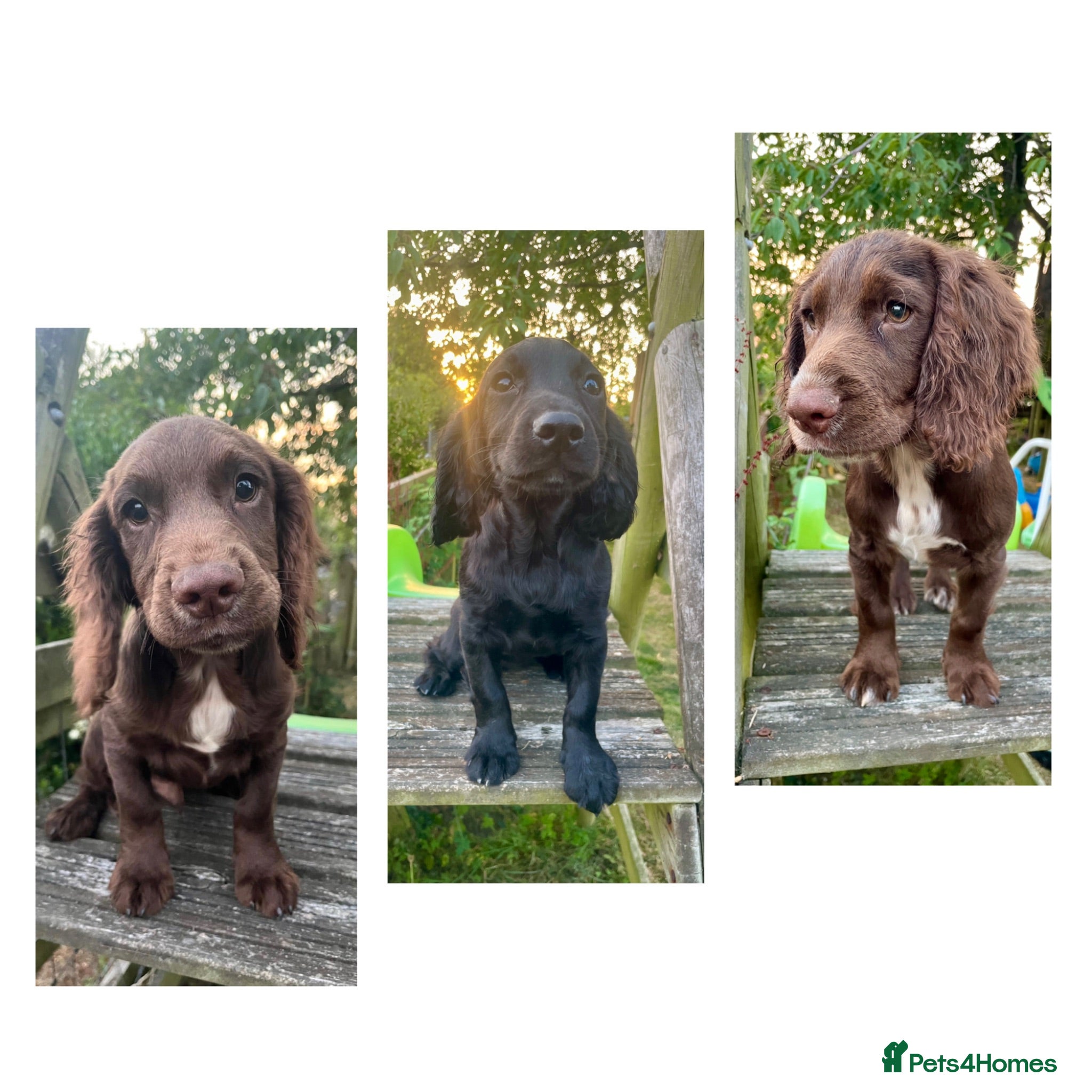Cocker Spaniel dogs Wonderful Temperaments - Fully Vac’d & Chipped - Advert 2