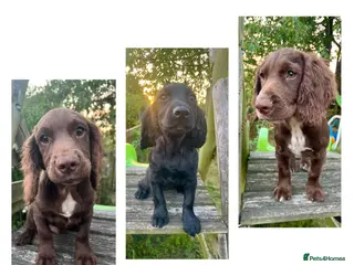 Cocker Spaniel dogs Wonderful Temperaments - Fully Vac’d & Chipped - Advert 2