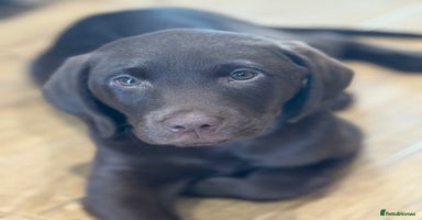 Labrador Retriever dogs - Advert 2
