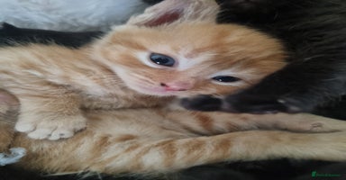 Mixed Breed cats - Advert 14
