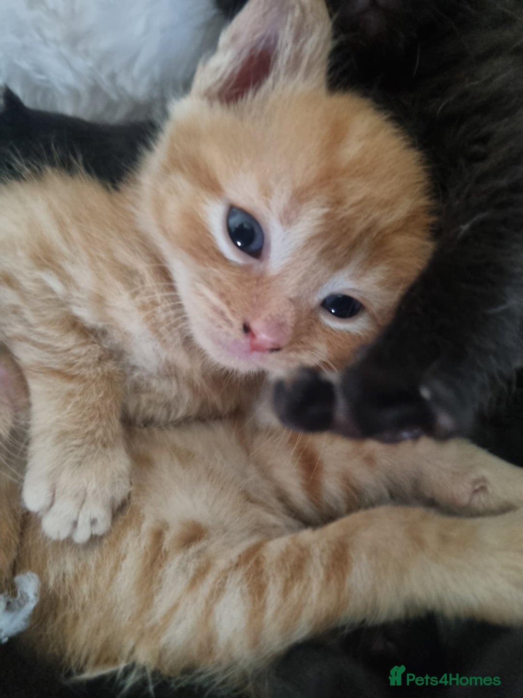 Mixed Breed cats for sale: Mixed tortoiseshell/British short-hair  - Image 2