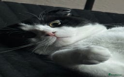 Scottish Fold cats for sale: Very sweet Scottish fold boy  - Image 5