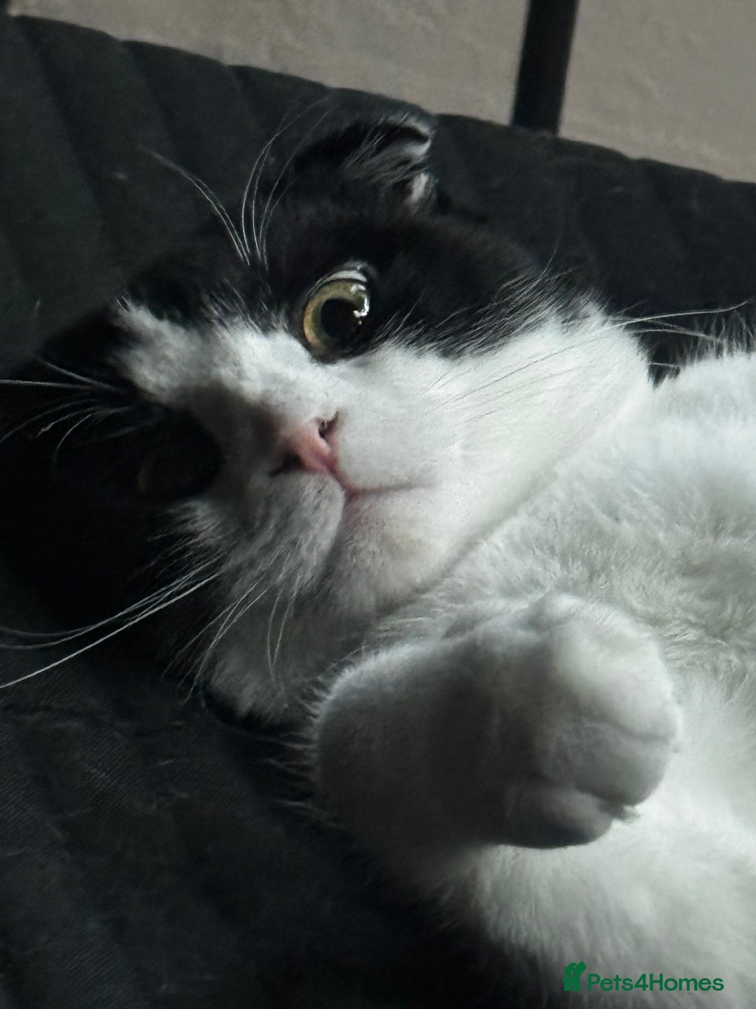 Scottish Fold cats for sale: Very sweet Scottish fold boy  - Image 5