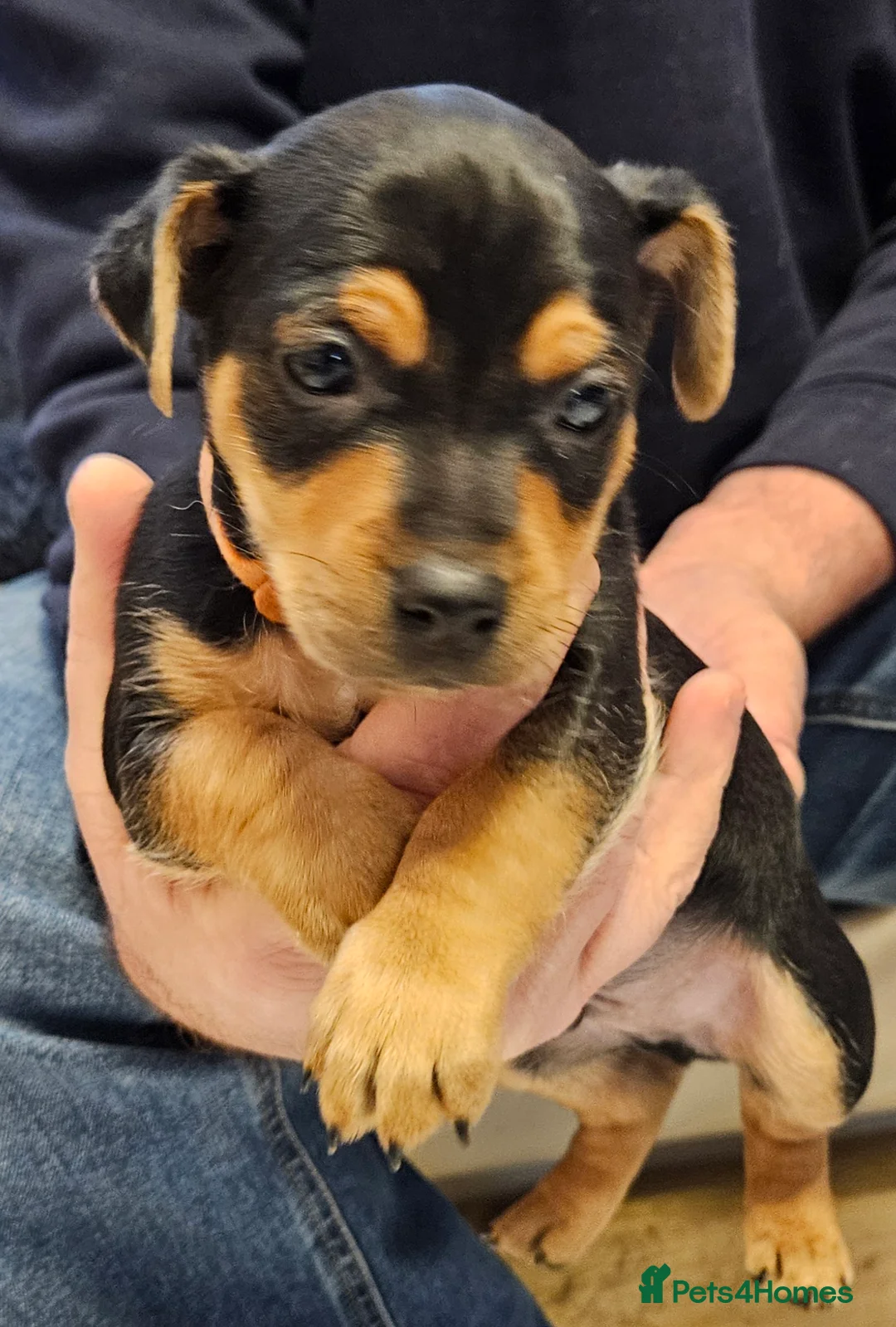 Jack Russell dogs for sale: Gorgeous Jack Russell pups ready to reserve - Advert 18