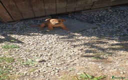 Mixed Breed dogs for sale: Lakeland /Parson bitch puppy - Image 7