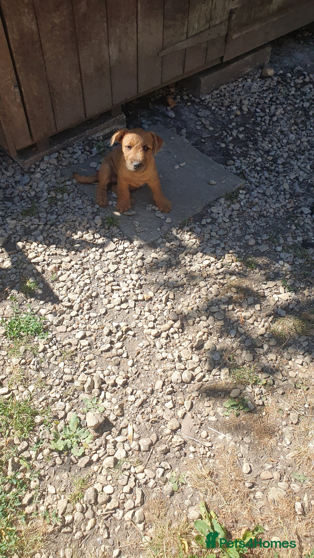 Mixed Breed dogs for sale: Lakeland /Parson bitch puppy - Image 7