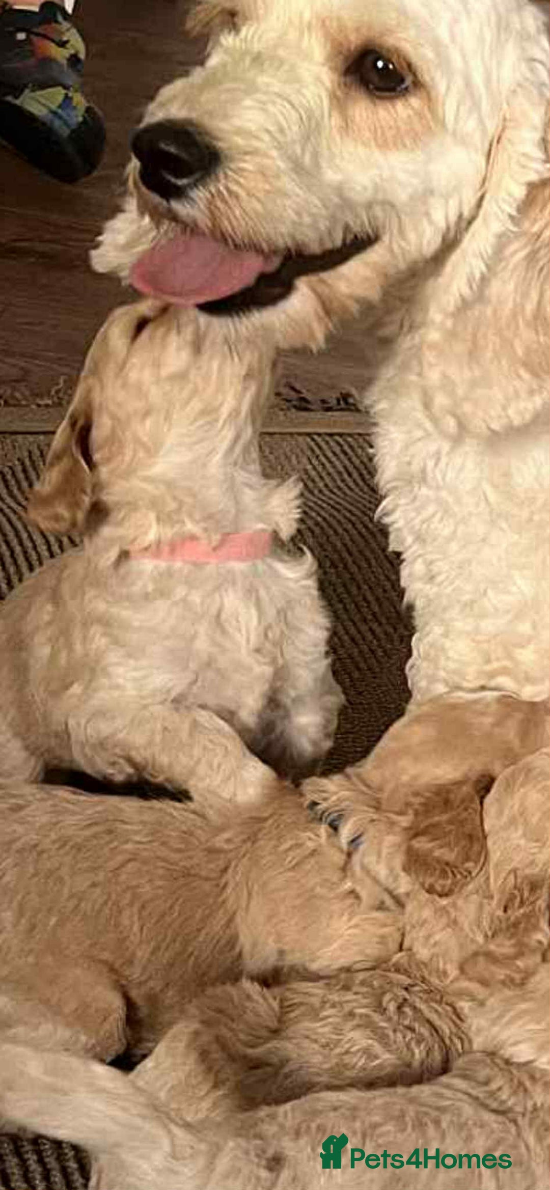 Cockapoo dogs for sale: Stunning lemon and white f1b babies  - Image 9