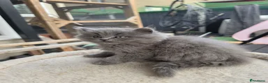 British Longhair 4