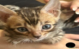 Bengal cats for sale: 6 Gorgeous Bengals kittens ready for reservation  - Image 19