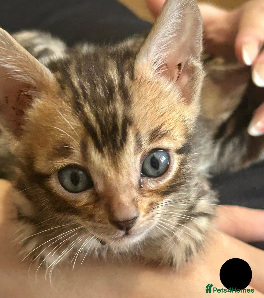 Bengal cats for sale: 6 Gorgeous Bengals kittens ready for reservation  - Image 19