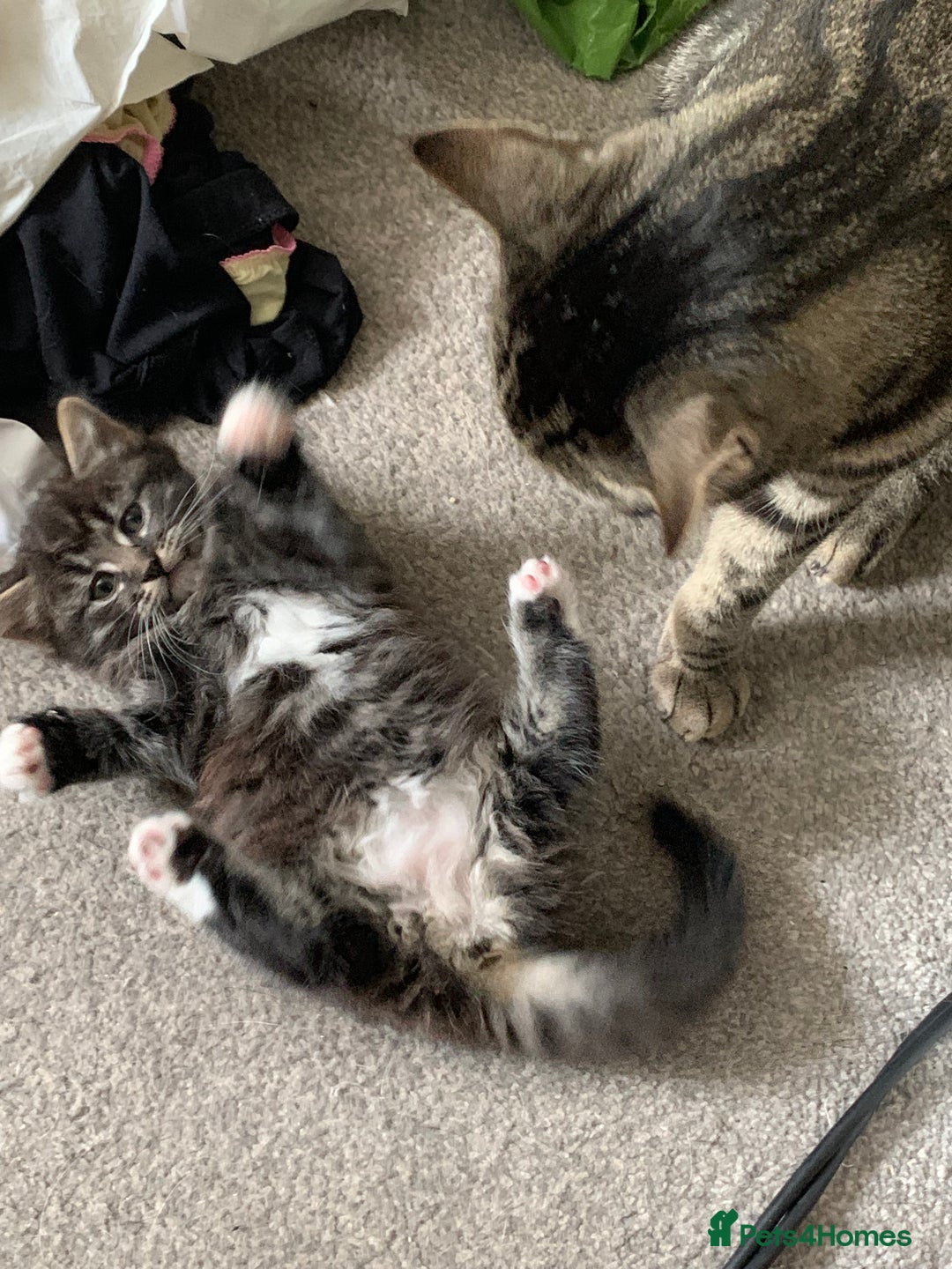Mixed Breed cats for sale: 4 kittens for sale 2 girls 2 boys - Image 14