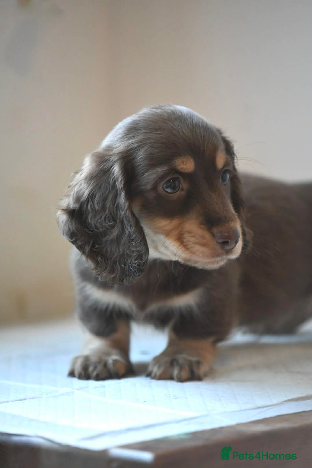 Miniature Dachshund dogs Miniature long haired Dachshund puppies Kc reg  - Advert 4
