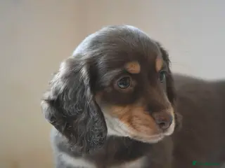 Miniature Dachshund dogs Miniature long haired Dachshund puppies Kc reg - Advert 9