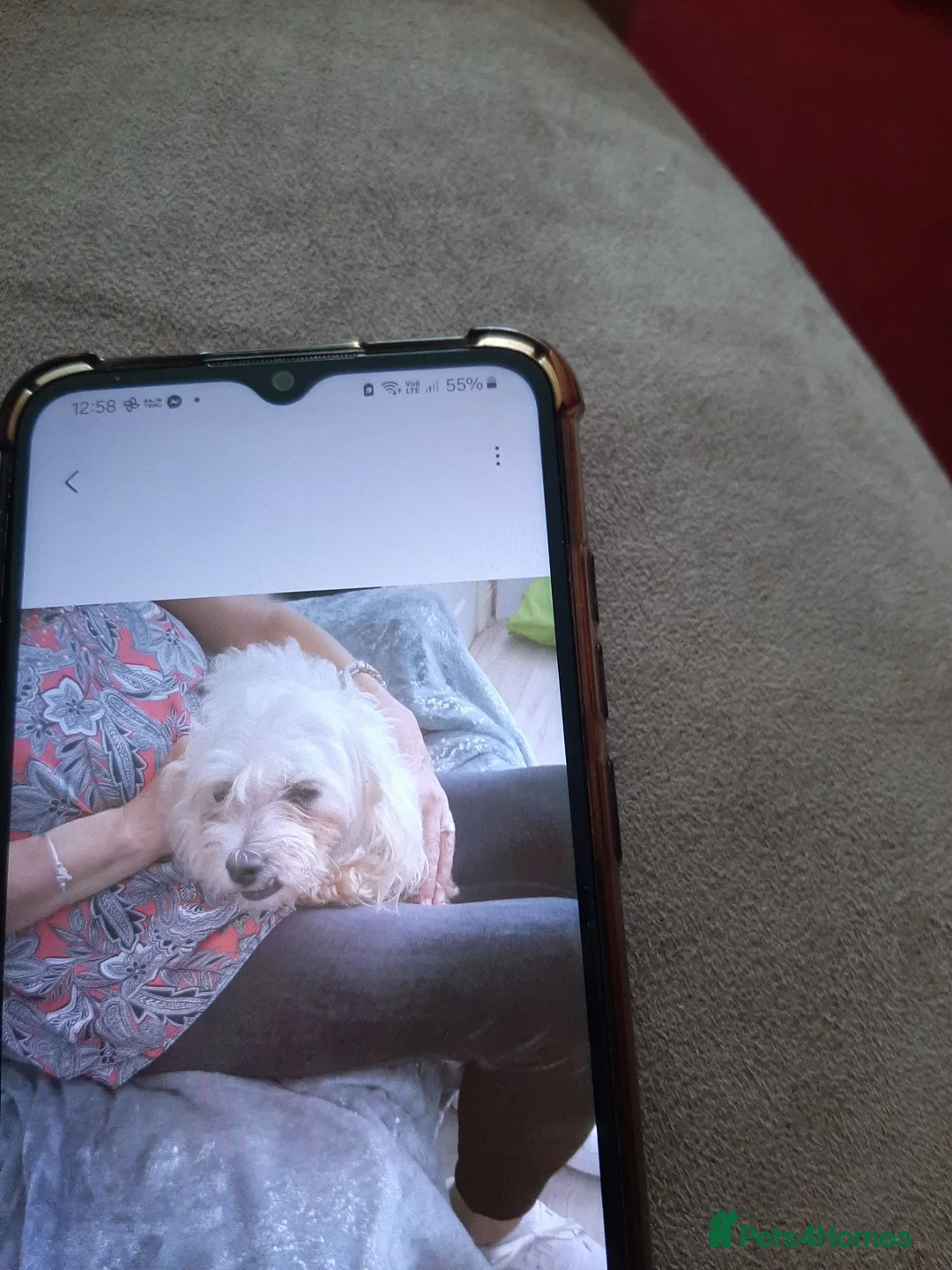Toy Poodle dogs for sale: Toy poodles  - Advert 4