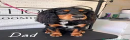 Cocker Spaniel dogs for sale: 🩷Expecting Beautiful Cocker Spaniels🩷 in Redcar - Advert 4