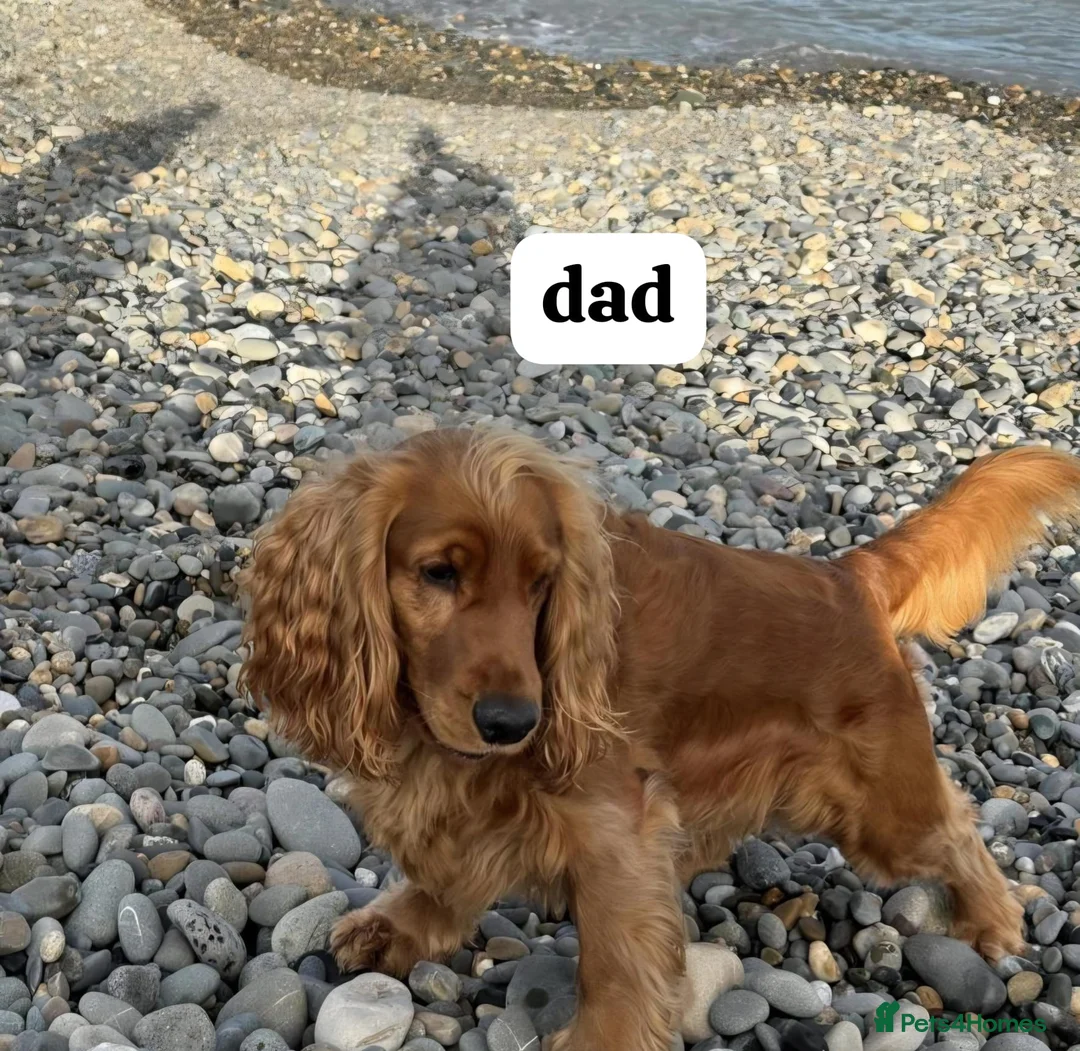 Cocker Spaniel dogs for sale: health tested showtype cocker spaniel puppies - Advert 7