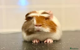 Guinea Pig rodents for sale: 2 sows 1 boar  - Image 1