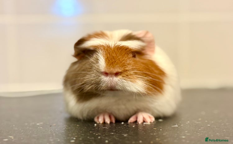 Guinea Pig rodents - Advert 5