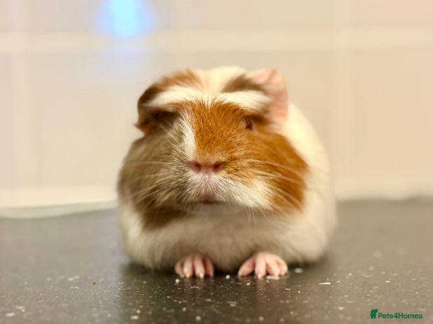 Guinea Pig rodents - Advert 1