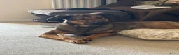 Mixed Breed dogs for sale: Belgian malinois shepherd  in Burton-on-Trent - Advert 5