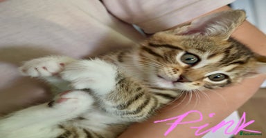 Mixed Breed cats - Advert 7