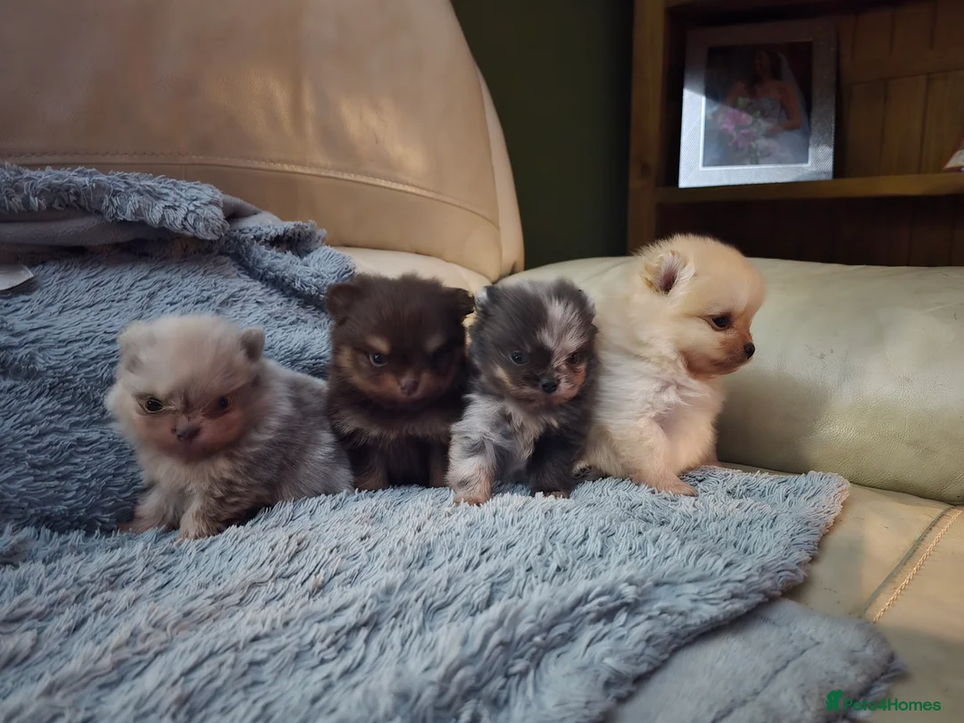 Pomeranian dogs for sale: Outstanding babies available  in Hartlepool - Advert 2