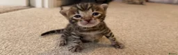 Bengal cats for sale: 4 bengal kittens  - Advert 19