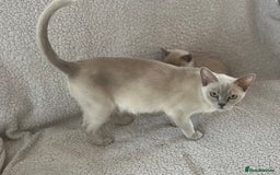 Burmese cats for sale: Stunningly beautiful cream and lilac boys - Image 5