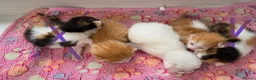Maine Coon cats for sale: Mainecoon cross kittens - Advert 7