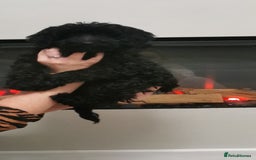 Cockapoo dogs for sale: Cockapoo puppies ready to leave now!! - Image 3