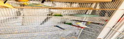Budgerigars birds for sale: 14 Breeding Budgies, Cage, Food, Toys & Nest Boxes - Advert 16