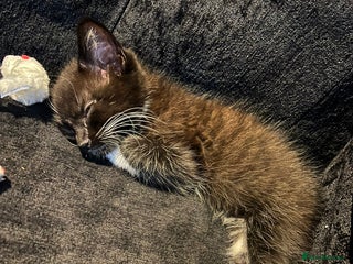 Maine Coon cats Kitten for adoption (free) - Advert 6