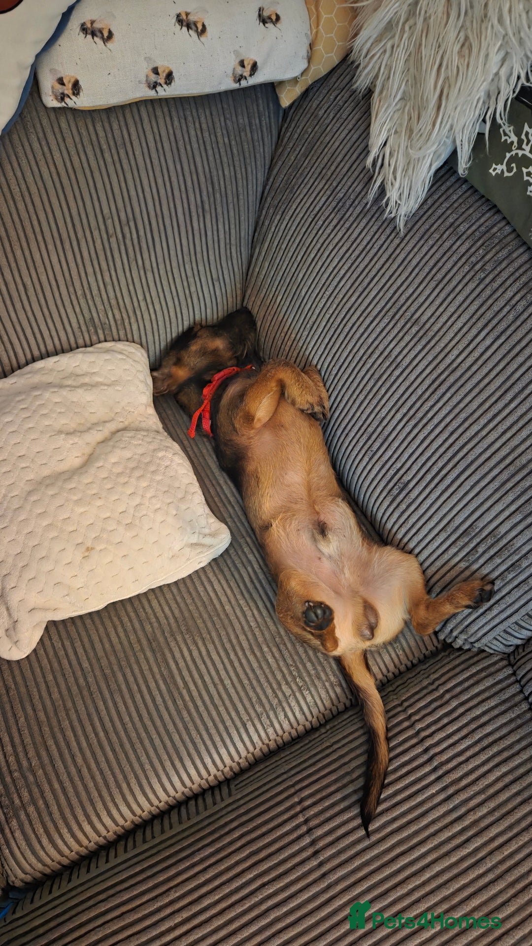 Mixed Breed dogs for sale: 9 Month Old Wired Dachshund x Jack Russell  - Advert 6