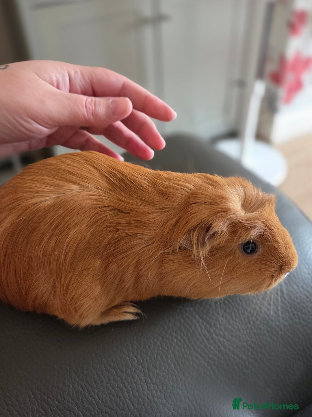 Guinea Pig rodents for sale: Baby female guinea pigs - Image 9