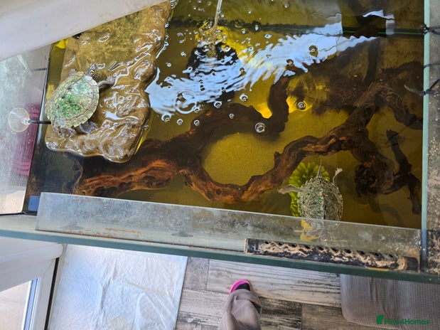 Turtle reptiles in Hereford - Advert 4