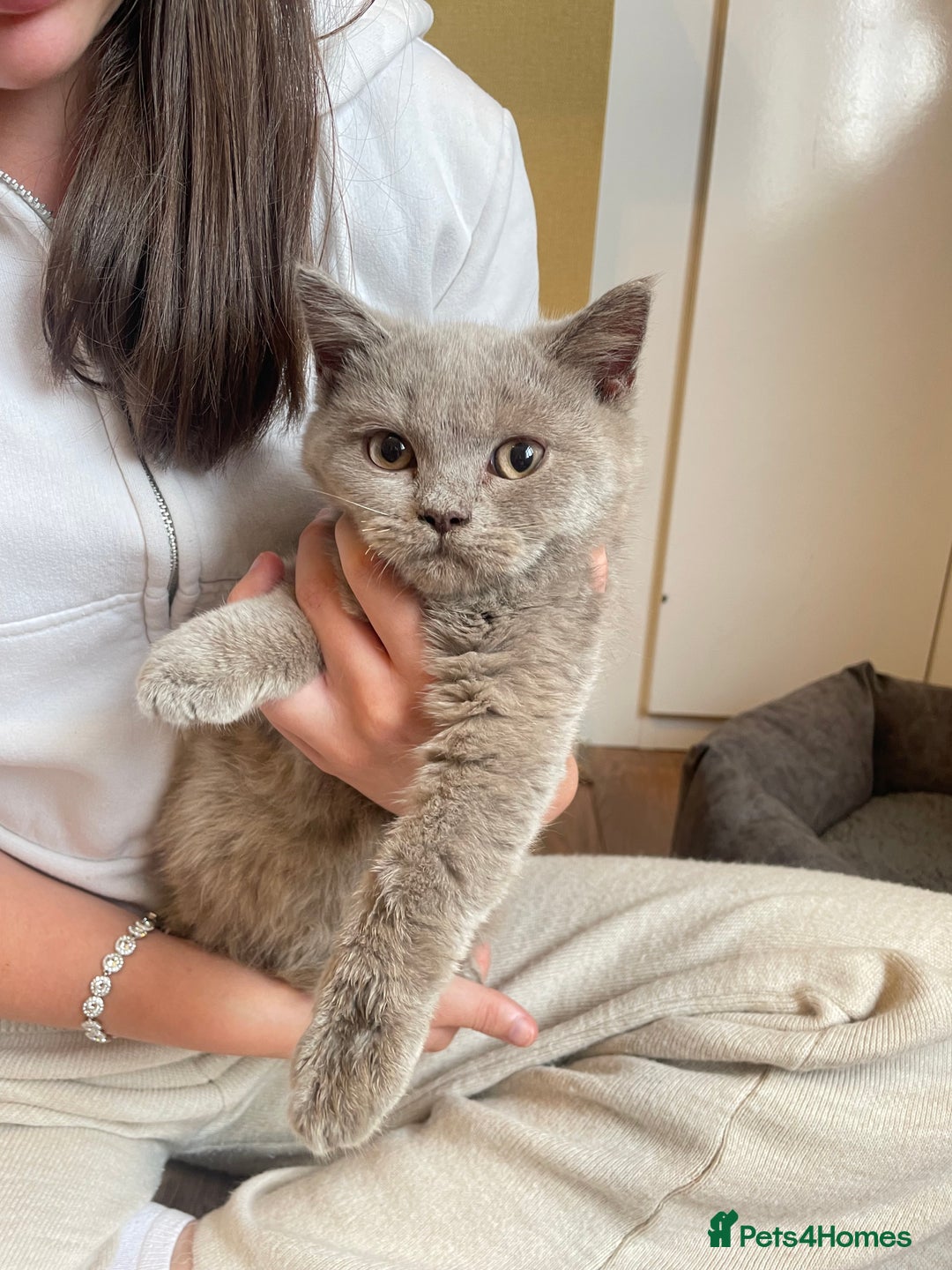 Scottish Fold cats for sale: Beautiful scotish fold straight ear kittens 🐱 ❤️ in Altrincham - Image 12