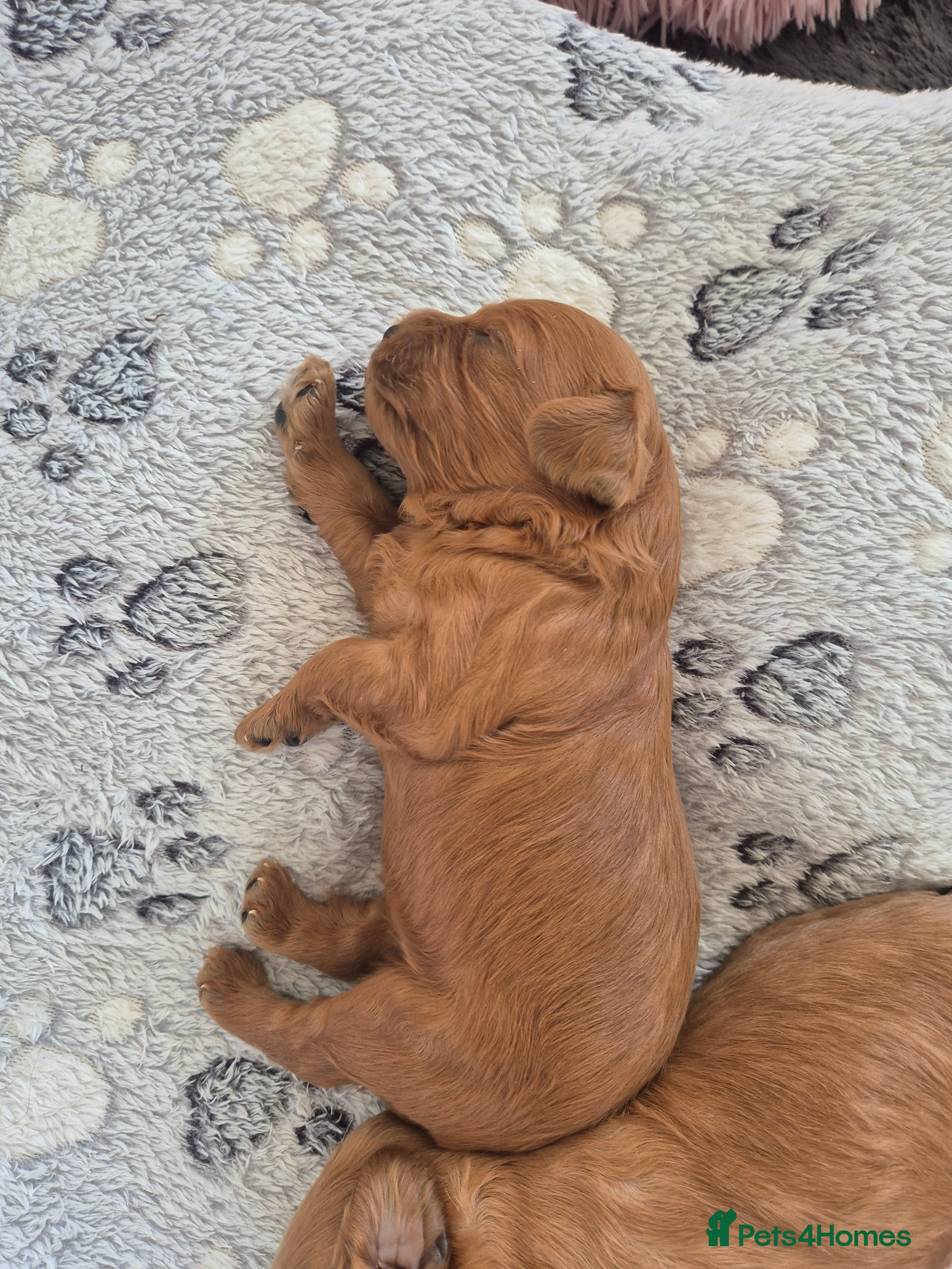 Cavapoo dogs for sale: Cavapoo puppies-deposits taken on all 3 - Advert 9