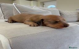 Miniature Dachshund dogs for sale: Gorgeous Long &short haired mini dachshund puppies - Image 20