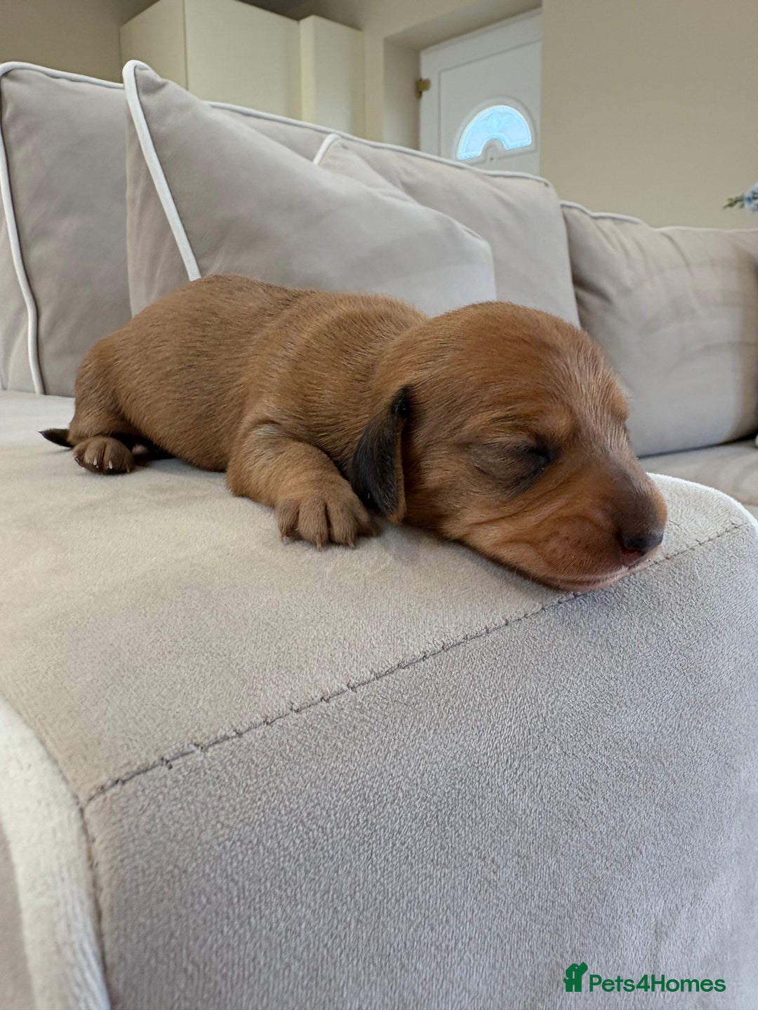 Miniature Dachshund dogs for sale: Gorgeous Long &short haired mini dachshund puppies - Image 20