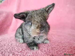 Mini Lop rabbits Baby mini lops for sale - Advert 11