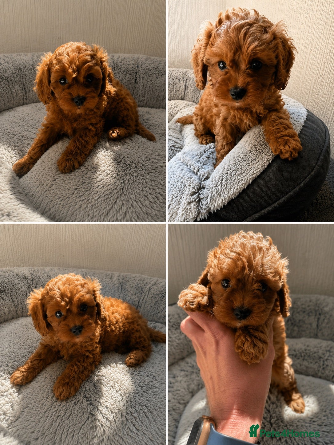 Cavapoo dogs 🐾 Exquisite F1 Cavapoo Puppies Available 🐾  - Advert 18
