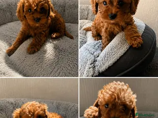 Cavapoo dogs 🐾 Exquisite F1 Cavapoo Puppies Available 🐾 - Advert 18