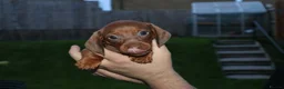 Dachshund dogs for sale: 7 dachshund pups for sale in Bradford - Advert 23