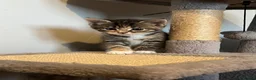 Mixed Breed cats for sale: Gorgeous half Siberian kittens - Advert 35