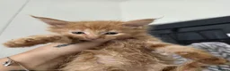 Maine Coon cats for sale: Exceptional maine coon kittens - Advert 5