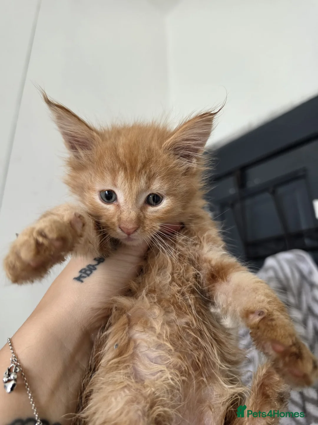 Maine Coon cats for sale: Mainecoon purebreed girl available - Advert 9