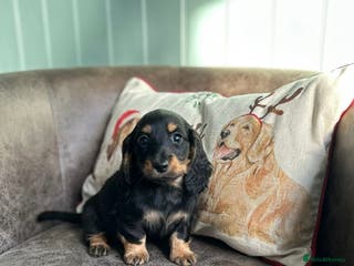 Miniature Dachshund dogs miniature longhaired dachshund's - Advert 12