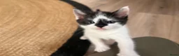 Mixed Breed cats for sale: Ragdoll mixed breed kittens for sale  - Advert 15